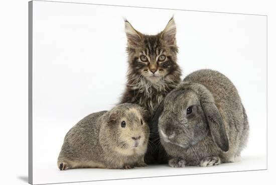 Tabby Maine Coon Kitten, Logan, 12 Weeks, with Rabbit and Guinea Pig-Mark Taylor-Stretched Canvas