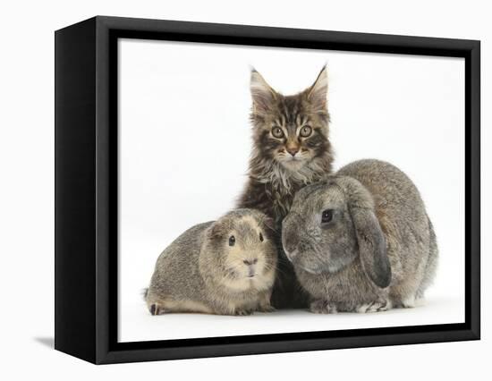 Tabby Maine Coon Kitten, Logan, 12 Weeks, with Rabbit and Guinea Pig-Mark Taylor-Framed Stretched Canvas