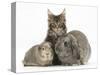 Tabby Maine Coon Kitten, Logan, 12 Weeks, with Rabbit and Guinea Pig-Mark Taylor-Stretched Canvas