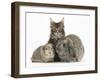 Tabby Maine Coon Kitten, Logan, 12 Weeks, with Rabbit and Guinea Pig-Mark Taylor-Framed Photographic Print