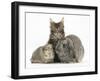 Tabby Maine Coon Kitten, Logan, 12 Weeks, with Rabbit and Guinea Pig-Mark Taylor-Framed Photographic Print