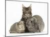 Tabby Maine Coon Kitten, Logan, 12 Weeks, with Rabbit and Guinea Pig-Mark Taylor-Mounted Photographic Print