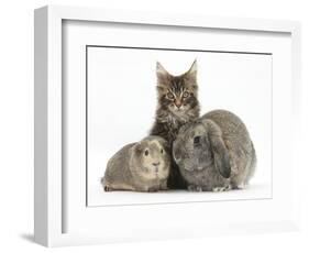 Tabby Maine Coon Kitten, Logan, 12 Weeks, with Rabbit and Guinea Pig-Mark Taylor-Framed Photographic Print