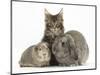 Tabby Maine Coon Kitten, Logan, 12 Weeks, with Rabbit and Guinea Pig-Mark Taylor-Mounted Photographic Print