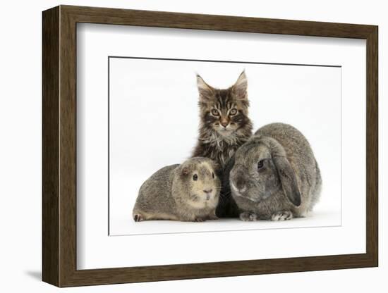 Tabby Maine Coon Kitten, Logan, 12 Weeks, with Rabbit and Guinea Pig-Mark Taylor-Framed Photographic Print