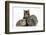 Tabby Maine Coon Kitten, Logan, 12 Weeks, with Rabbit and Guinea Pig-Mark Taylor-Framed Photographic Print