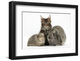 Tabby Maine Coon Kitten, Logan, 12 Weeks, with Rabbit and Guinea Pig-Mark Taylor-Framed Photographic Print