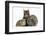 Tabby Maine Coon Kitten, Logan, 12 Weeks, with Rabbit and Guinea Pig-Mark Taylor-Framed Photographic Print