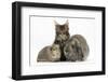 Tabby Maine Coon Kitten, Logan, 12 Weeks, with Rabbit and Guinea Pig-Mark Taylor-Framed Photographic Print