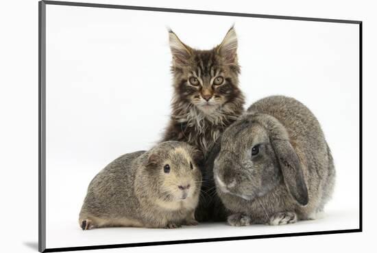 Tabby Maine Coon Kitten, Logan, 12 Weeks, with Rabbit and Guinea Pig-Mark Taylor-Mounted Photographic Print