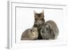 Tabby Maine Coon Kitten, Logan, 12 Weeks, with Rabbit and Guinea Pig-Mark Taylor-Framed Photographic Print