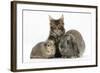 Tabby Maine Coon Kitten, Logan, 12 Weeks, with Rabbit and Guinea Pig-Mark Taylor-Framed Photographic Print