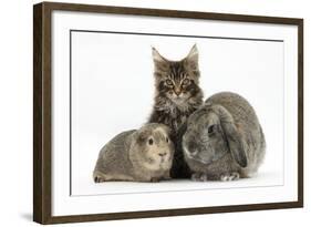 Tabby Maine Coon Kitten, Logan, 12 Weeks, with Rabbit and Guinea Pig-Mark Taylor-Framed Photographic Print