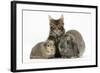 Tabby Maine Coon Kitten, Logan, 12 Weeks, with Rabbit and Guinea Pig-Mark Taylor-Framed Photographic Print