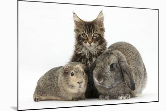 Tabby Maine Coon Kitten, Logan, 12 Weeks, with Rabbit and Guinea Pig-Mark Taylor-Mounted Photographic Print