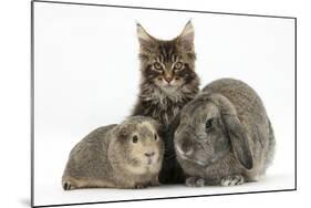 Tabby Maine Coon Kitten, Logan, 12 Weeks, with Rabbit and Guinea Pig-Mark Taylor-Mounted Photographic Print