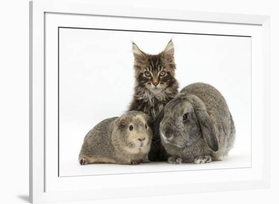 Tabby Maine Coon Kitten, Logan, 12 Weeks, with Rabbit and Guinea Pig-Mark Taylor-Framed Photographic Print