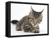 Tabby Male Kitten, Fosset, 3 Months Old, Lying with His Head Up-Mark Taylor-Framed Stretched Canvas