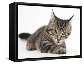 Tabby Male Kitten, Fosset, 3 Months Old, Lying with His Head Up-Mark Taylor-Framed Stretched Canvas