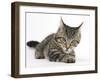 Tabby Male Kitten, Fosset, 3 Months Old, Lying with His Head Up-Mark Taylor-Framed Photographic Print