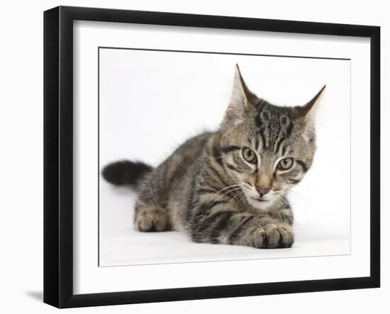 Tabby Male Kitten, Fosset, 3 Months Old, Lying with His Head Up-Mark Taylor-Framed Photographic Print