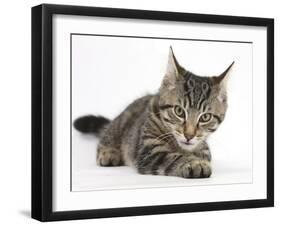 Tabby Male Kitten, Fosset, 3 Months Old, Lying with His Head Up-Mark Taylor-Framed Photographic Print