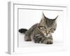 Tabby Male Kitten, Fosset, 3 Months Old, Lying with His Head Up-Mark Taylor-Framed Photographic Print