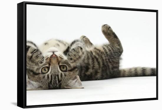 Tabby Male Kitten, Fosset, 3 Months Old, Rolling Playfully on His Back-Mark Taylor-Framed Stretched Canvas