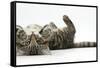 Tabby Male Kitten, Fosset, 3 Months Old, Rolling Playfully on His Back-Mark Taylor-Framed Stretched Canvas