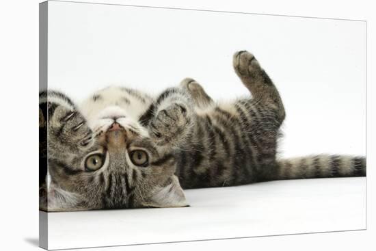 Tabby Male Kitten, Fosset, 3 Months Old, Rolling Playfully on His Back-Mark Taylor-Stretched Canvas