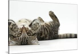 Tabby Male Kitten, Fosset, 3 Months Old, Rolling Playfully on His Back-Mark Taylor-Stretched Canvas
