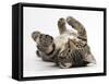 Tabby Male Kitten, Fosset, 3 Months Old, Rolling Playfully on His Back-Mark Taylor-Framed Stretched Canvas