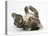 Tabby Male Kitten, Fosset, 3 Months Old, Rolling Playfully on His Back-Mark Taylor-Stretched Canvas