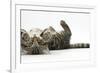 Tabby Male Kitten, Fosset, 3 Months Old, Rolling Playfully on His Back-Mark Taylor-Framed Photographic Print