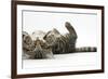 Tabby Male Kitten, Fosset, 3 Months Old, Rolling Playfully on His Back-Mark Taylor-Framed Photographic Print