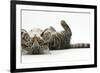 Tabby Male Kitten, Fosset, 3 Months Old, Rolling Playfully on His Back-Mark Taylor-Framed Photographic Print