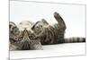 Tabby Male Kitten, Fosset, 3 Months Old, Rolling Playfully on His Back-Mark Taylor-Mounted Photographic Print