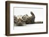 Tabby Male Kitten, Fosset, 3 Months Old, Rolling Playfully on His Back-Mark Taylor-Framed Photographic Print