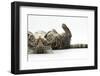 Tabby Male Kitten, Fosset, 3 Months Old, Rolling Playfully on His Back-Mark Taylor-Framed Photographic Print