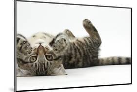 Tabby Male Kitten, Fosset, 3 Months Old, Rolling Playfully on His Back-Mark Taylor-Mounted Photographic Print