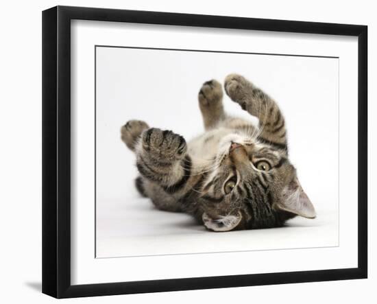 Tabby Male Kitten, Fosset, 3 Months Old, Rolling Playfully on His Back-Mark Taylor-Framed Photographic Print