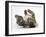 Tabby Male Kitten, Fosset, 3 Months Old, Rolling Playfully on His Back-Mark Taylor-Framed Photographic Print