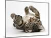 Tabby Male Kitten, Fosset, 3 Months Old, Rolling Playfully on His Back-Mark Taylor-Mounted Photographic Print