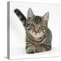 Tabby Male Kitten, Fosset, 4 Months Old, Lying with His Head Up-Mark Taylor-Stretched Canvas