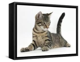 Tabby Male Kitten, Fosset, 4 Months Old, Lying with His Head Up-Mark Taylor-Framed Stretched Canvas