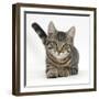 Tabby Male Kitten, Fosset, 4 Months Old, Lying with His Head Up-Mark Taylor-Framed Photographic Print