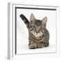 Tabby Male Kitten, Fosset, 4 Months Old, Lying with His Head Up-Mark Taylor-Framed Photographic Print