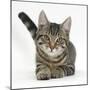 Tabby Male Kitten, Fosset, 4 Months Old, Lying with His Head Up-Mark Taylor-Mounted Photographic Print