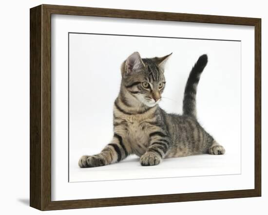 Tabby Male Kitten, Fosset, 4 Months Old, Lying with His Head Up-Mark Taylor-Framed Photographic Print