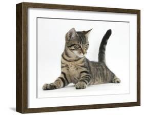 Tabby Male Kitten, Fosset, 4 Months Old, Lying with His Head Up-Mark Taylor-Framed Photographic Print